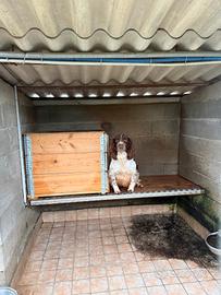 springer spaniel 