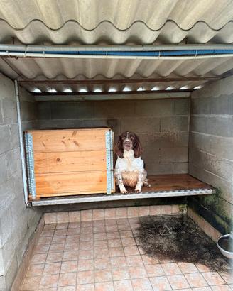 springer spaniel 