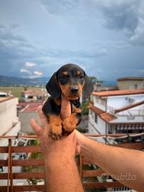 Cuccioli di bassotto nero focato