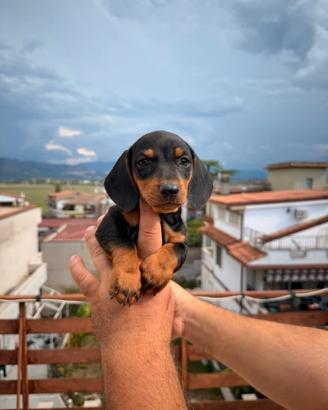 Cuccioli di bassotto nero focato