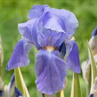 8 rizomi di Iris pallida
