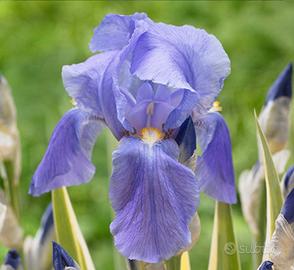 8 rizomi di Iris pallida