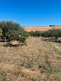 Terreno frutteto