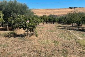 Terreno frutteto