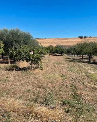 Terreno frutteto