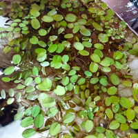 Piante galleggianti per acquario