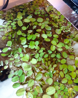 Piante galleggianti per acquario