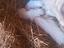 Immagine 3