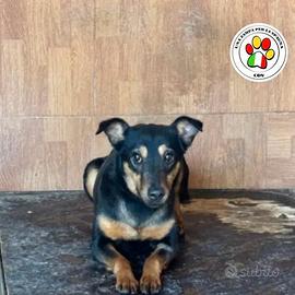 Adozione del cuore tea meticcia tg piccola