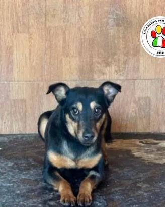 Adozione del cuore tea meticcia tg piccola