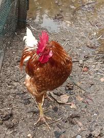 Gallo ovaiolo