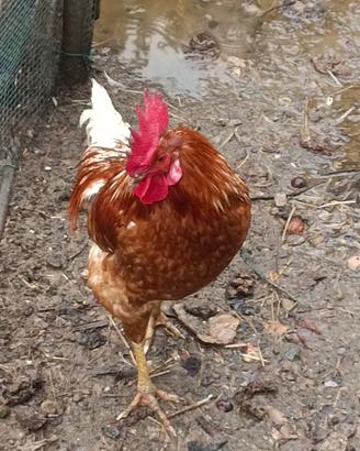 Gallo ovaiolo