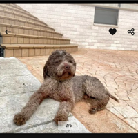 Lagotto romagnolo da monta