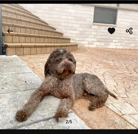 Lagotto romagnolo da monta