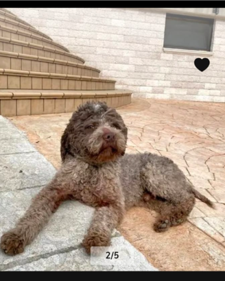 Lagotto romagnolo da monta