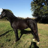 Cavallo Puledro Maremmano Anno 2022