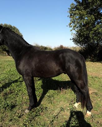 Cavallo Puledro Maremmano Anno 2022