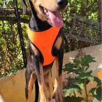 Cucciola segugia meticcia brava con gatti