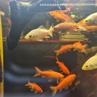 Pesci rossi grandi/taglia media