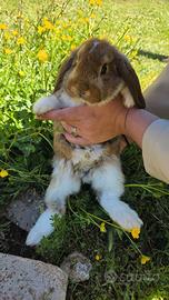 Coniglio ariete cucciolo