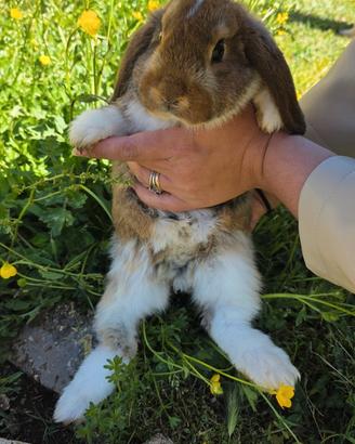 Coniglio ariete cucciolo