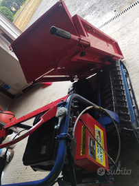 Motocariola cingolata