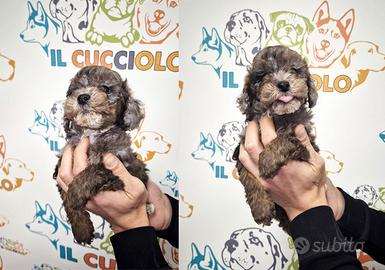 Cuccioli di barboncini tricolor maschi e femmine