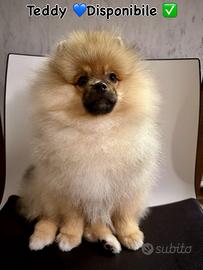 Volpino di Pomerania