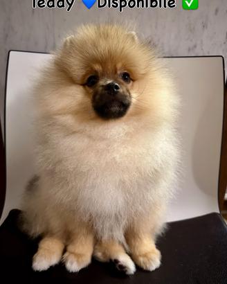 Volpino di Pomerania