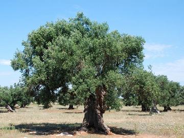 Uliveto in Lizzano (ta)