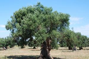 Uliveto in Lizzano (ta)