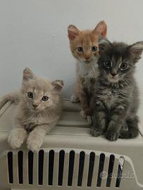 cuccioli Maine coon 