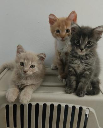 cuccioli Maine coon 