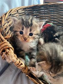 Cuccioli di gatto siberiano
