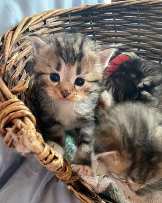 Cuccioli di gatto siberiano