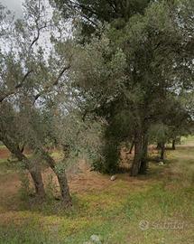 Terreno agricolo " uliveto "