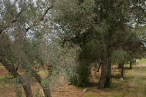 Terreno agricolo " uliveto "