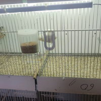 Diamanti mandarino e passeri del Giappone