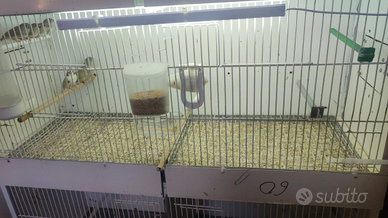 Diamanti mandarino e passeri del Giappone