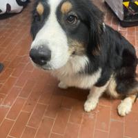 Pastore australiano 10 mesi