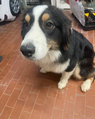 Pastore australiano 10 mesi