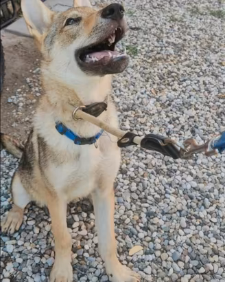 Cucciolo maschio Cane Lupo Cecoslovacco 4 mesi