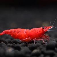Neocaridina Red Sakura Grado S - Alta Selezione