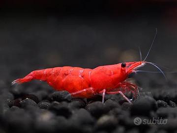 Neocaridina Red Sakura Grado S - Alta Selezione