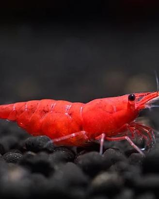 Neocaridina Red Sakura Grado S - Alta Selezione