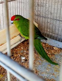 Kakariki verdi fronte rossa