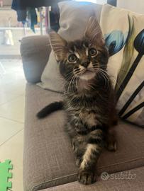 Cucciolo di Maine coon