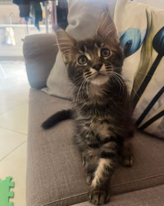 Cucciolo di Maine coon