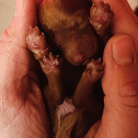 Cuccioli barboncino toy