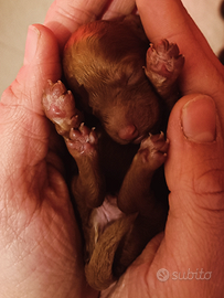 Cuccioli barboncino toy